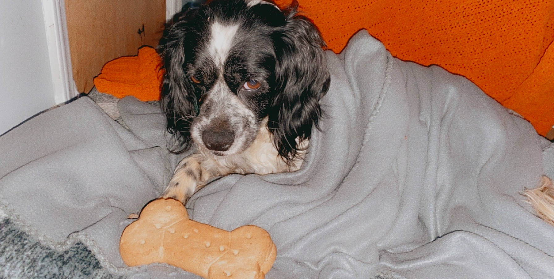 London is registered to the contest to win money with this photo: blue_picardy_spaniel, braque_dauvergne, canidae, carnivore, cocker_spaniel, companion_dog, dog, dog_breed, english_cocker_spaniel, english_setter, field_spaniel, french_spaniel, mammal, rare_breed_dog, russian_spaniel, small_munsterlander, snout, spaniel, sporting_group, vertebrate