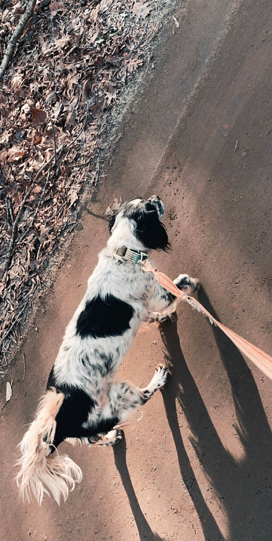 London is registered to the contest to win money with this photo: braque_dauvergne, canidae, carnivore, dog, dog_breed, hunting_dog, pointer, pointing_breed, sporting_group, stabyhoun, street_dog