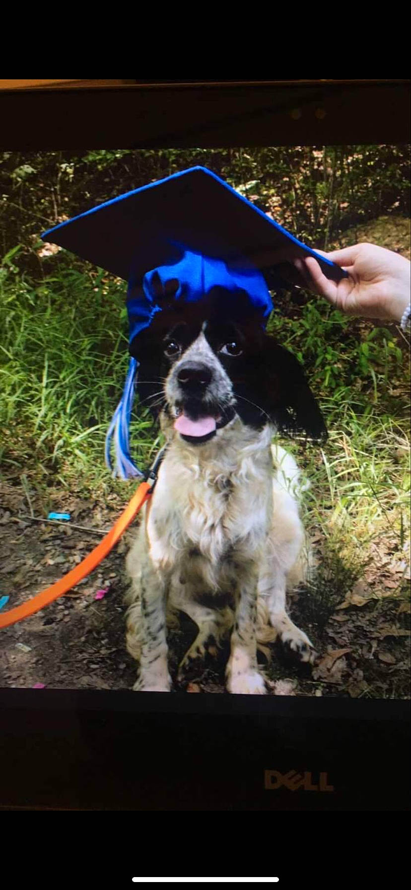 London joined the competition — help win amazing prizes! canidae, carnivore, cocker_spaniel, dog, dog_breed, english_cocker_spaniel, english_springer_spaniel, hunting_dog, mammal, rare_breed_dog, spaniel, sporting_group, vertebrate