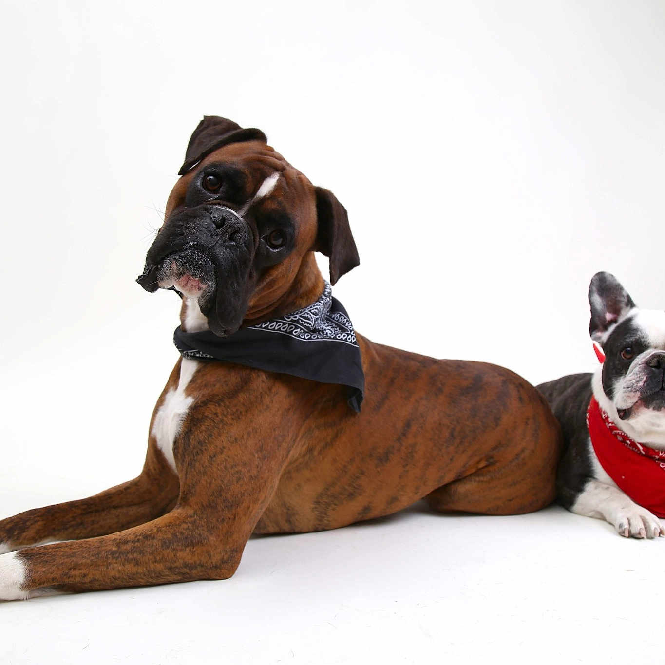 Loki a rejoint le concours — aidez-le/la à gagner de superbes lots ! boxer, canidae, carnivore, companion_dog, dog, dog_breed, fawn, great_dane, mammal, non_sporting_group, puppy, snout, sporting_group, working_dog