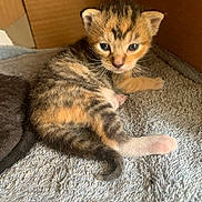 Tiger Lily is registered to the contest to win money with this photo: kitten, cat, feline, young, fur, orange, black, white, striped, towel, cardboard_box, indoor, cute, small, pet, animal, curious, resting, paw, whiskers