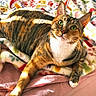 cat, tabby_cat, green_eyes, pet, animal, indoor, blanket, patterned_blanket, colorful, sunlight, cozy, fur, whiskers, relaxed, cute, bed, pink_bedspread, paw, lying_down, looking_up