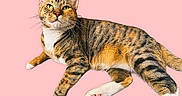 Tiger Lily is registered to the contest to win money with this photo: cat, tabby_cat, green_eyes, whiskers, pink_background, fur, pet, animal, domestic_cat, relaxed, lying_down, close_up, striped_fur, white_paws, pink_paw_pads, cute, feline, indoor, portrait, mammal