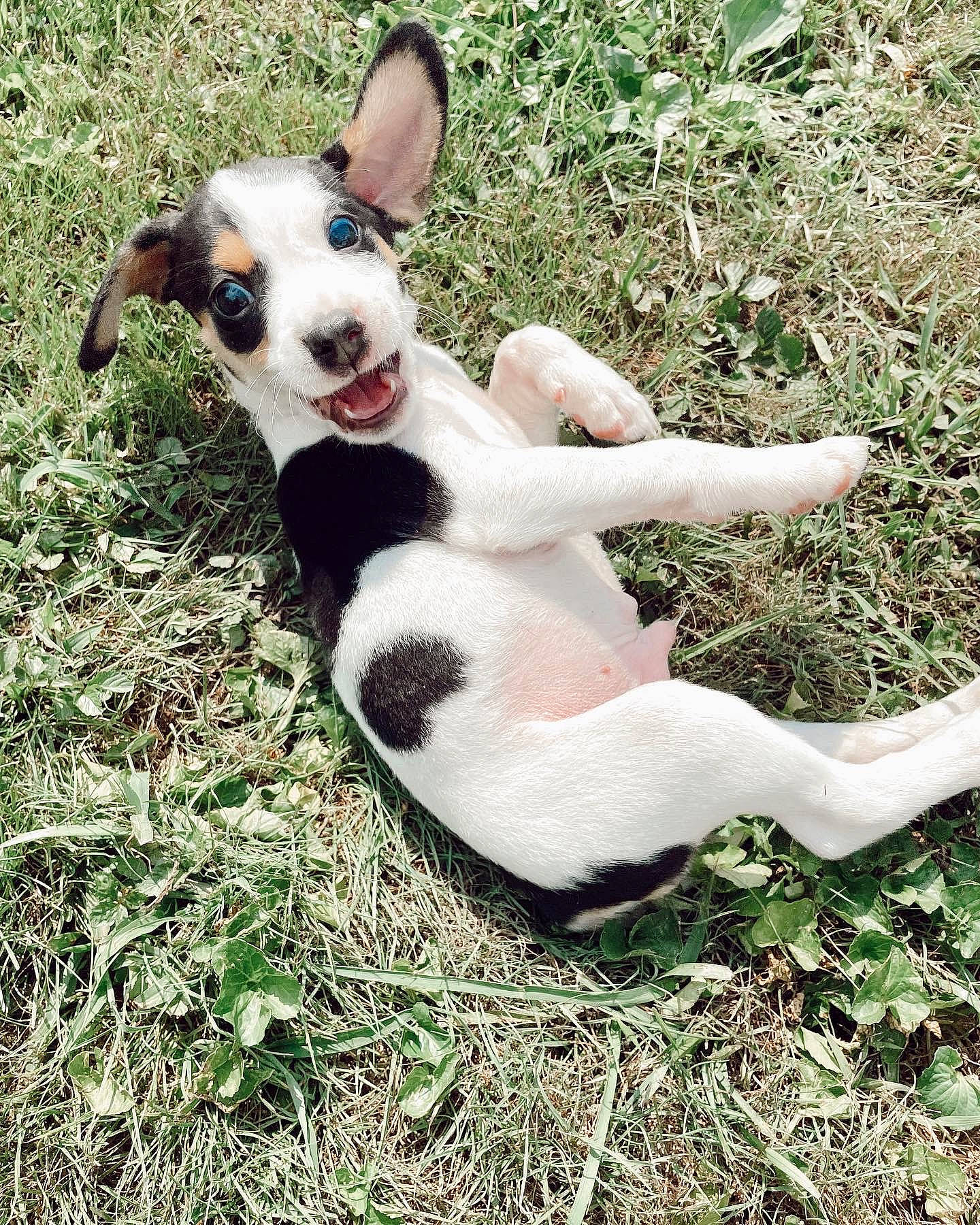 Oakley is registered to the contest to win money with this photo: canidae, carmine, carnivore, chihuahua, collar, companion_dog, dog, dog_breed, dog_collar, grass, mcnab, paw, plant, sporting_group, tail, terrestrial_animal, terrier, toy_dog, whiskers, working_animal