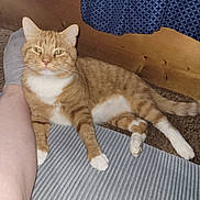 Bobbi joined the competition — help win amazing prizes! cat, orange_tabby, white_paws, indoor, carpet, blue_mat, wooden_wall, curtain, person_leg, sock, relaxed, pet, feline, striped_fur, resting, cozy, domestic_animal, floor, home, companion