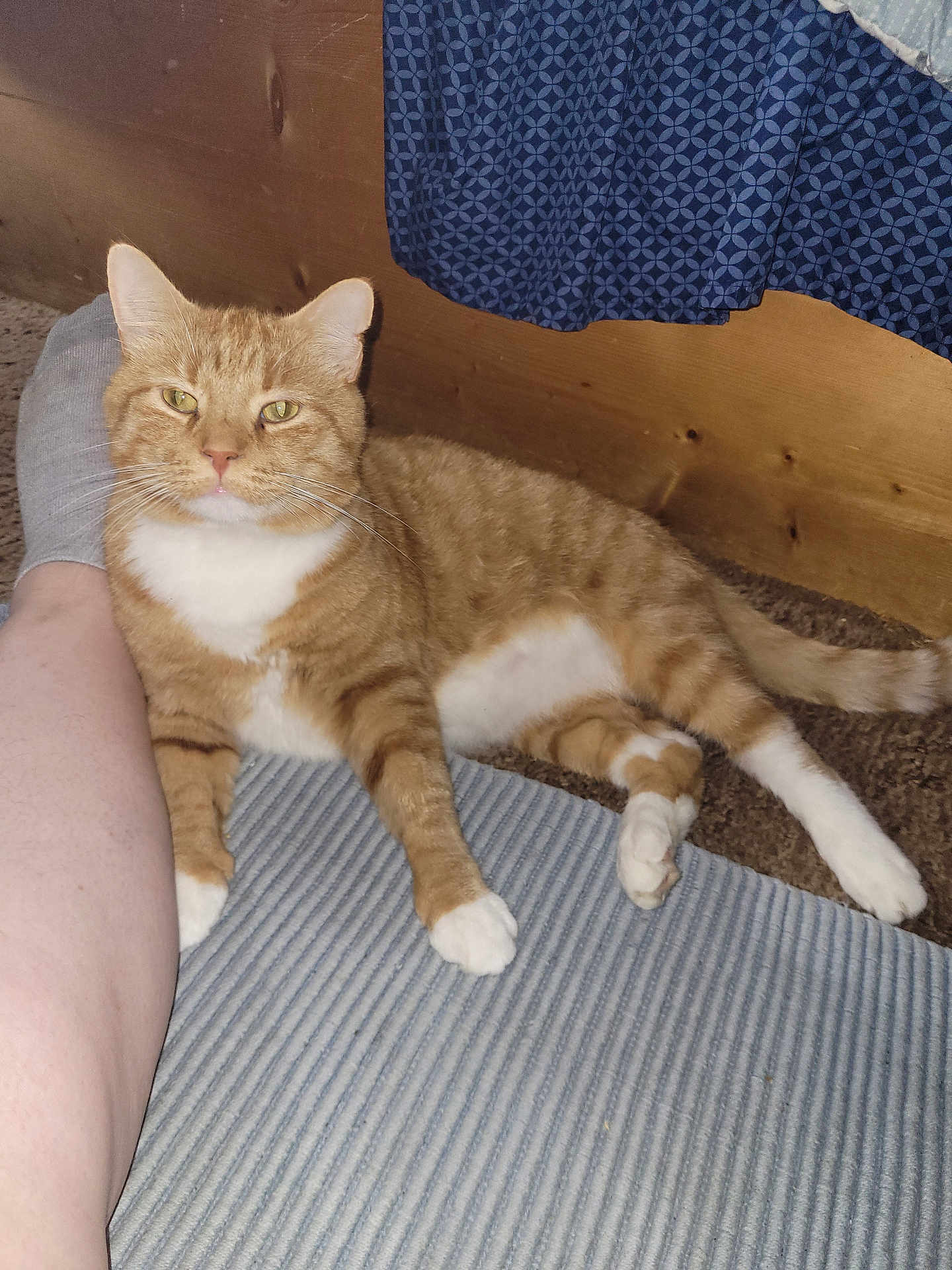 Bobbi joined the competition — help win amazing prizes! cat, orange_tabby, white_paws, indoor, carpet, blue_mat, wooden_wall, curtain, person_leg, sock, relaxed, pet, feline, striped_fur, resting, cozy, domestic_animal, floor, home, companion