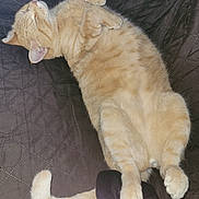 Toonces joined the competition — help win amazing prizes! animal, cat, cozy, cute, domestic_cat, fabric, feline, fur, indoor, nap, orange_tabby, paws, pet, quilt, relaxed, resting, sleeping, soft, tail, whiskers