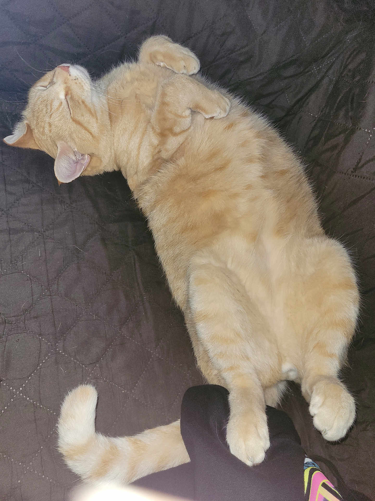 Toonces