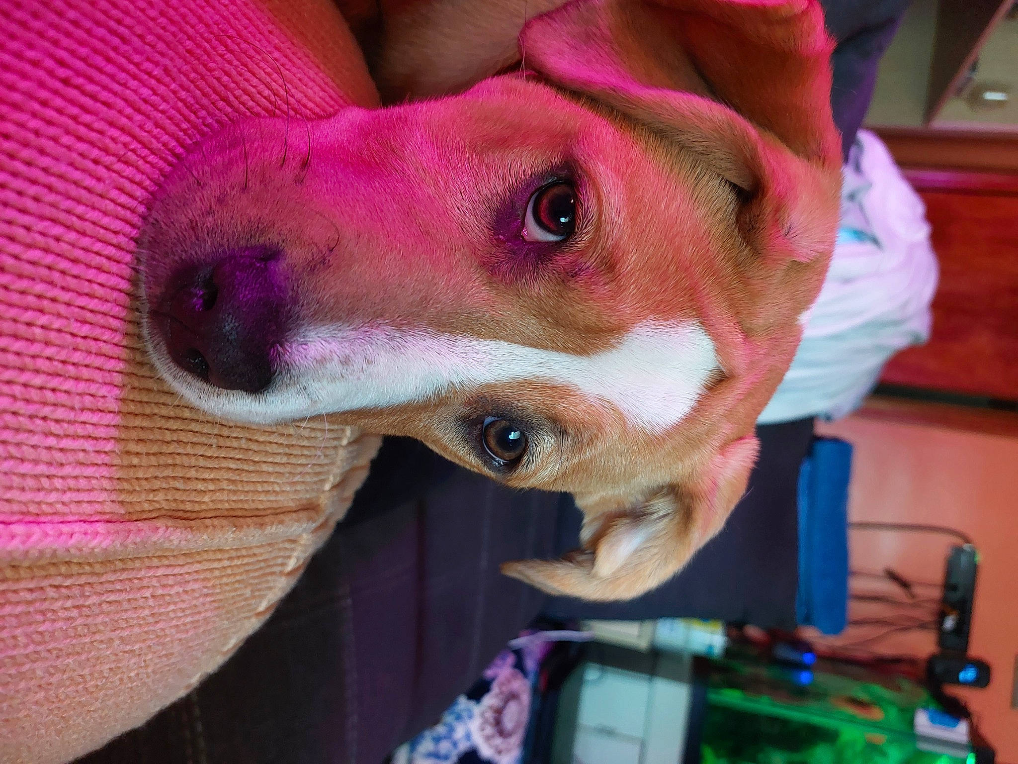 Mika is registered to the contest to win money with this photo: canidae, carnivore, companion_dog, dog, dog_breed, eyewear, fashion_accessory, fawn, fun, fur, hat, magenta, pink, purple, selfie, snout, sporting_group, toy, whiskers, wrinkle