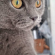 Naya a rejoint le concours — aidez-le/la à gagner de superbes lots ! cat, gray_cat, fluffy, close_up, portrait, golden_eyes, animal, pet, whiskers, fur, face, head, indoors, home, looking_away, alert, cute, mammal, vertical_photo, photography