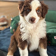 Némo a rejoint le concours — aidez-le/la à gagner de superbes lots ! puppy, dog, brown_and_white, fluffy, cute, pet, animal, indoor, blanket, sitting, young, fur, ears, nose, eyes, portrait, domestic_animal, adorable, companion, canine
