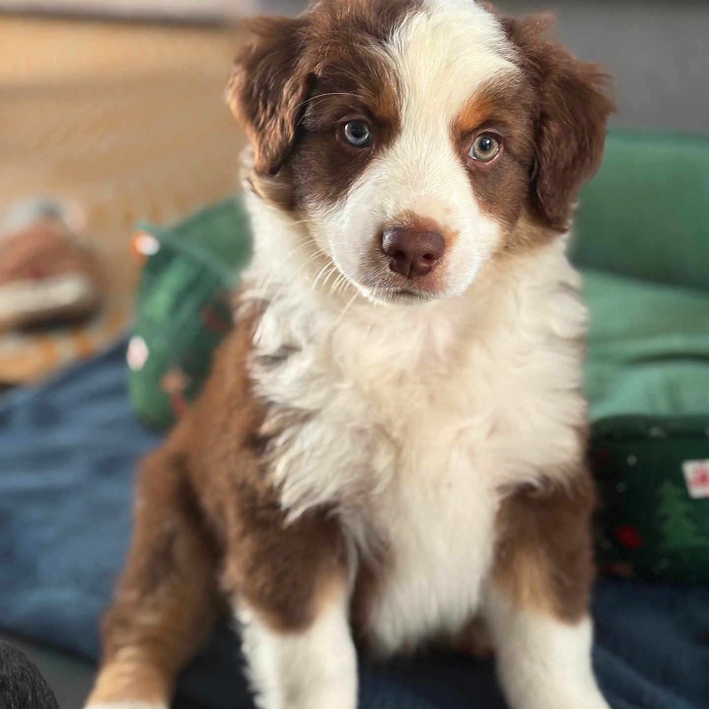 Némo a rejoint le concours — aidez-le/la à gagner de superbes lots ! adorable, animal, blanket, brown_and_white, canine, companion, cute, dog, domestic_animal, ears, eyes, fluffy, fur, indoor, nose, pet, portrait, puppy, sitting, young