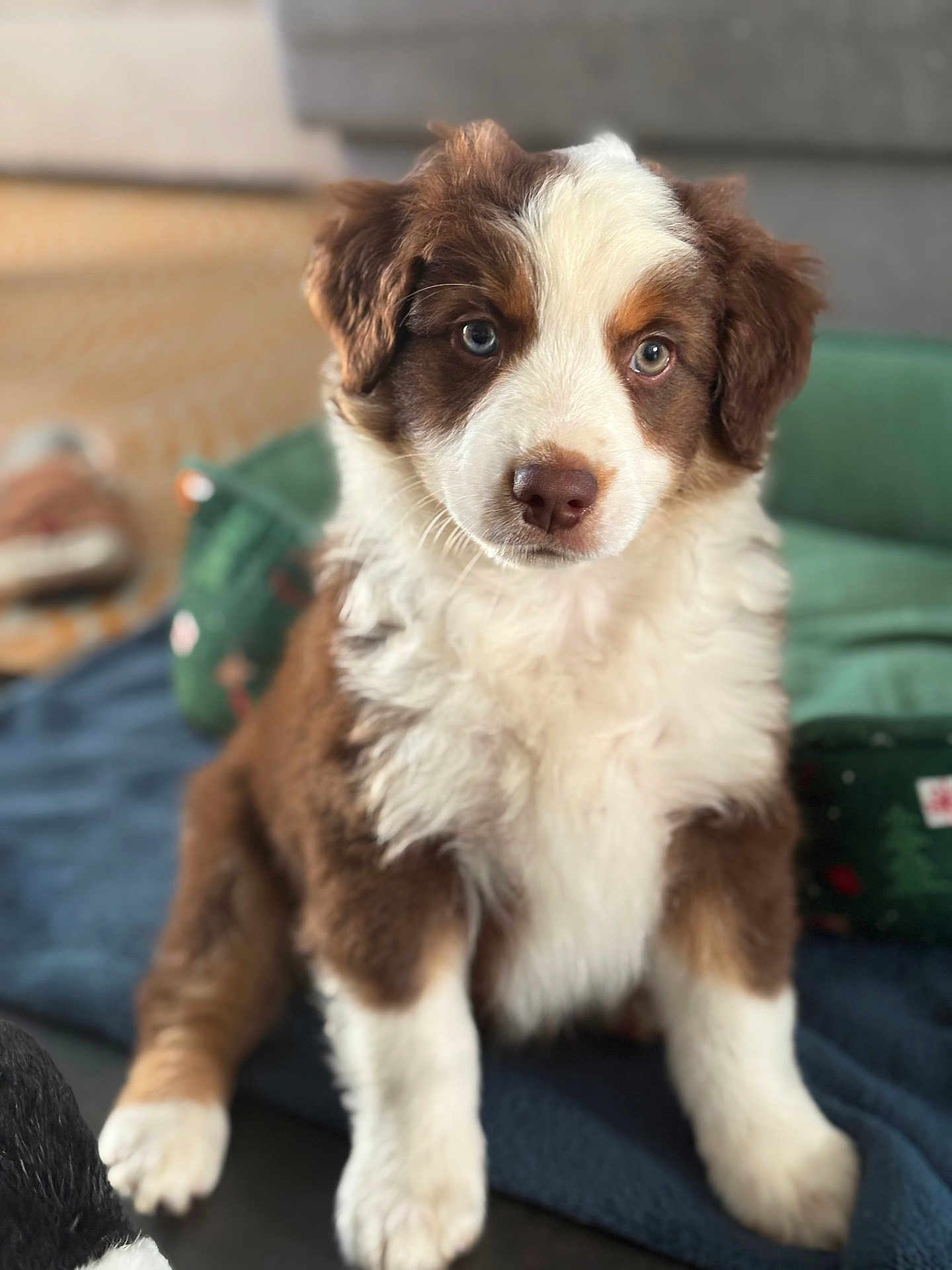 Némo a rejoint le concours — aidez-le/la à gagner de superbes lots ! puppy, dog, brown_and_white, fluffy, cute, pet, animal, indoor, blanket, sitting, young, fur, ears, nose, eyes, portrait, domestic_animal, adorable, companion, canine