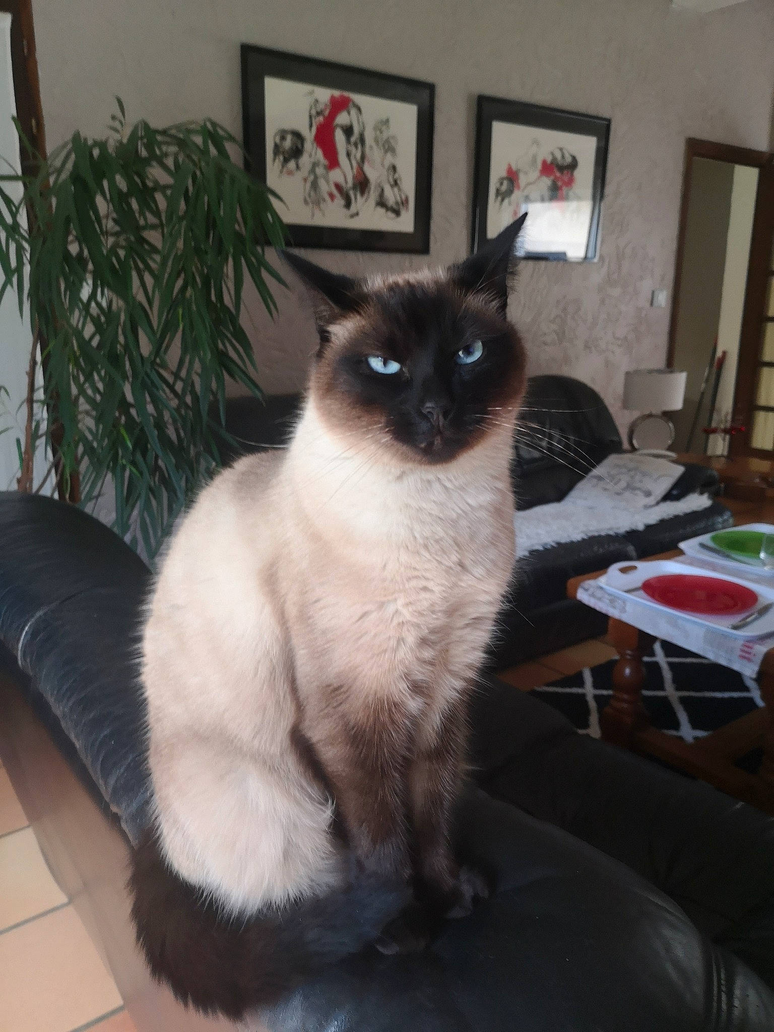 Oly a rejoint le concours — aidez-le/la à gagner de superbes lots ! birman, carnivore, cat, chair, coffee_table, fawn, felidae, flooring, fur, lamp, picture_frame, plant, room, siamese, small_to_medium_sized_cats, snout, tail, thai, whiskers, window