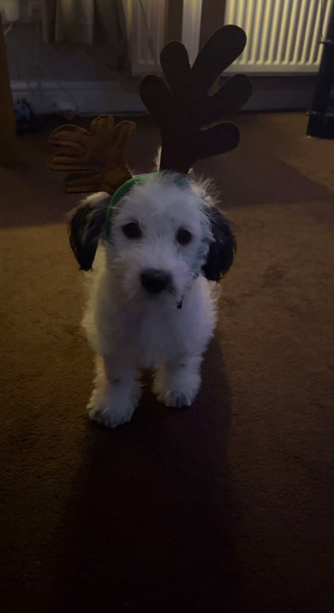 Albie is registered to the contest to win money with this photo: canidae, carnivore, companion_dog, dog, dog_breed, dog_collar, flooring, fur, maltepoo, non_sporting_group, plant, poodle, puppy, small_terrier, snout, sporting_group, terrier, toy_dog, water_dog, working_animal