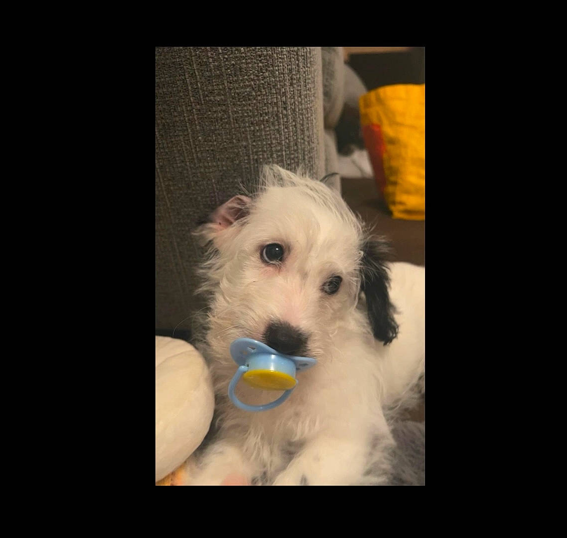 Albie is registered to the contest to win money with this photo: canidae, carnivore, companion_dog, dog, dog_breed, dog_supply, fur, happy, labradoodle, maltepoo, non_sporting_group, paw, puppy_love, small_terrier, snout, sporting_group, terrier, toy_dog, water_dog, working_animal