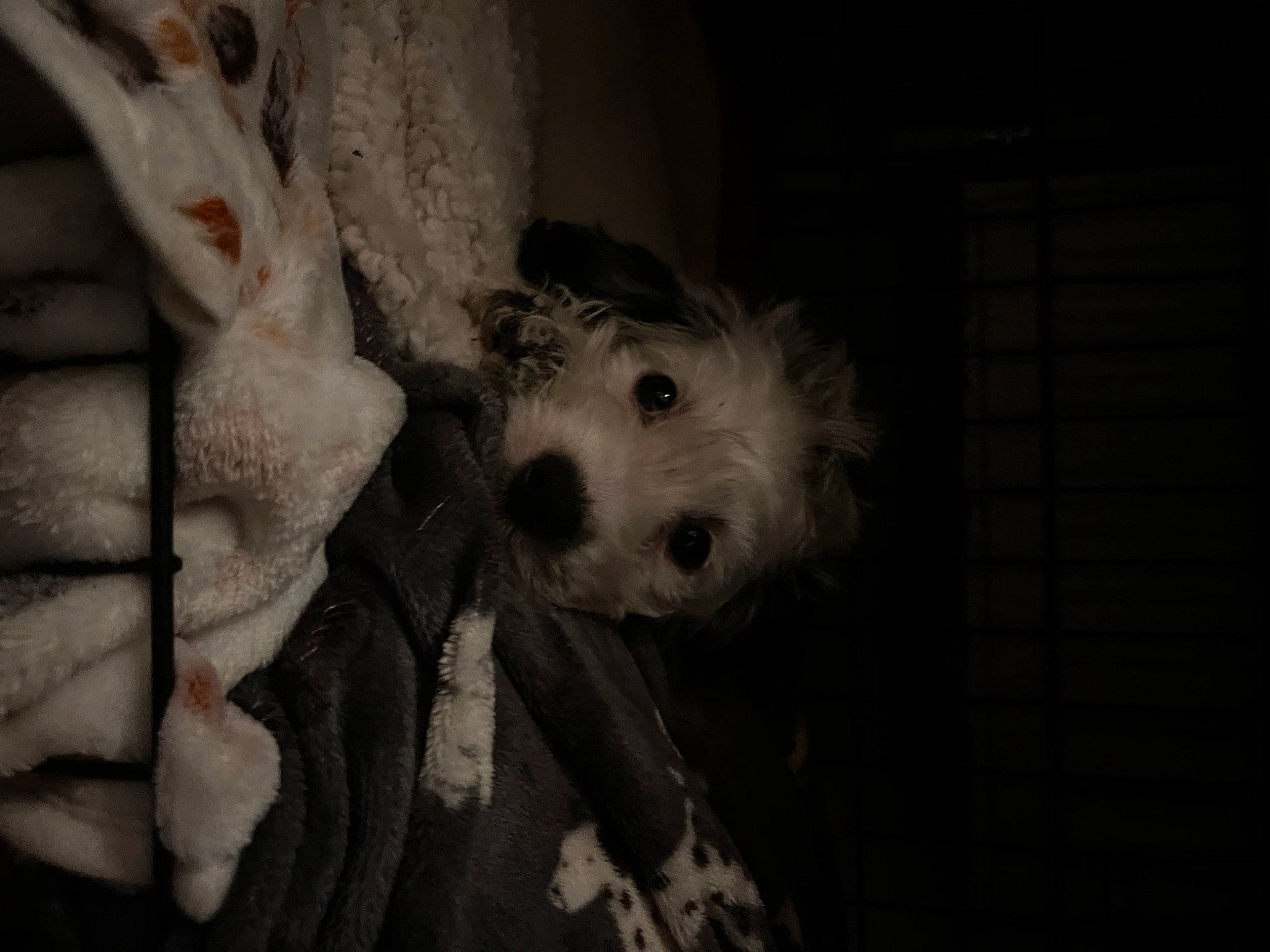 Albie is registered to the contest to win money with this photo: canidae, carnivore, companion_dog, darkness, dog, dog_breed, fawn, flash_photography, fur, gesture, monochrome, monochrome_photography, small_terrier, snout, sporting_group, terrier, toy_dog, whiskers, working_animal, wrinkle