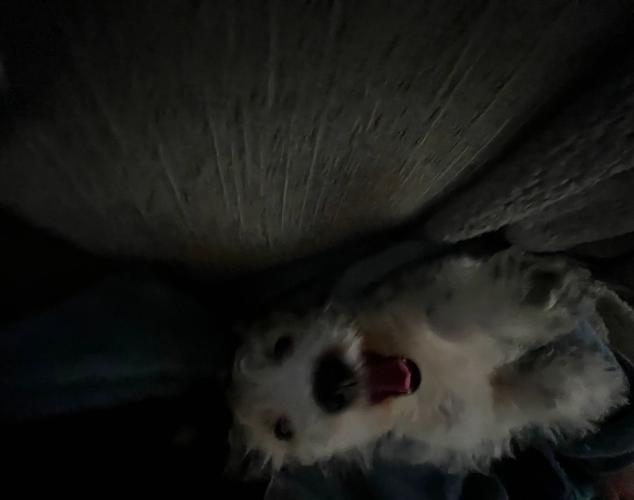 Albie joined the competition — help win amazing prizes! canidae, carnivore, cat, claw, darkness, dog_breed, fawn, felidae, fur, mouse, paw, small_to_medium_sized_cats, snout, tail, whiskers