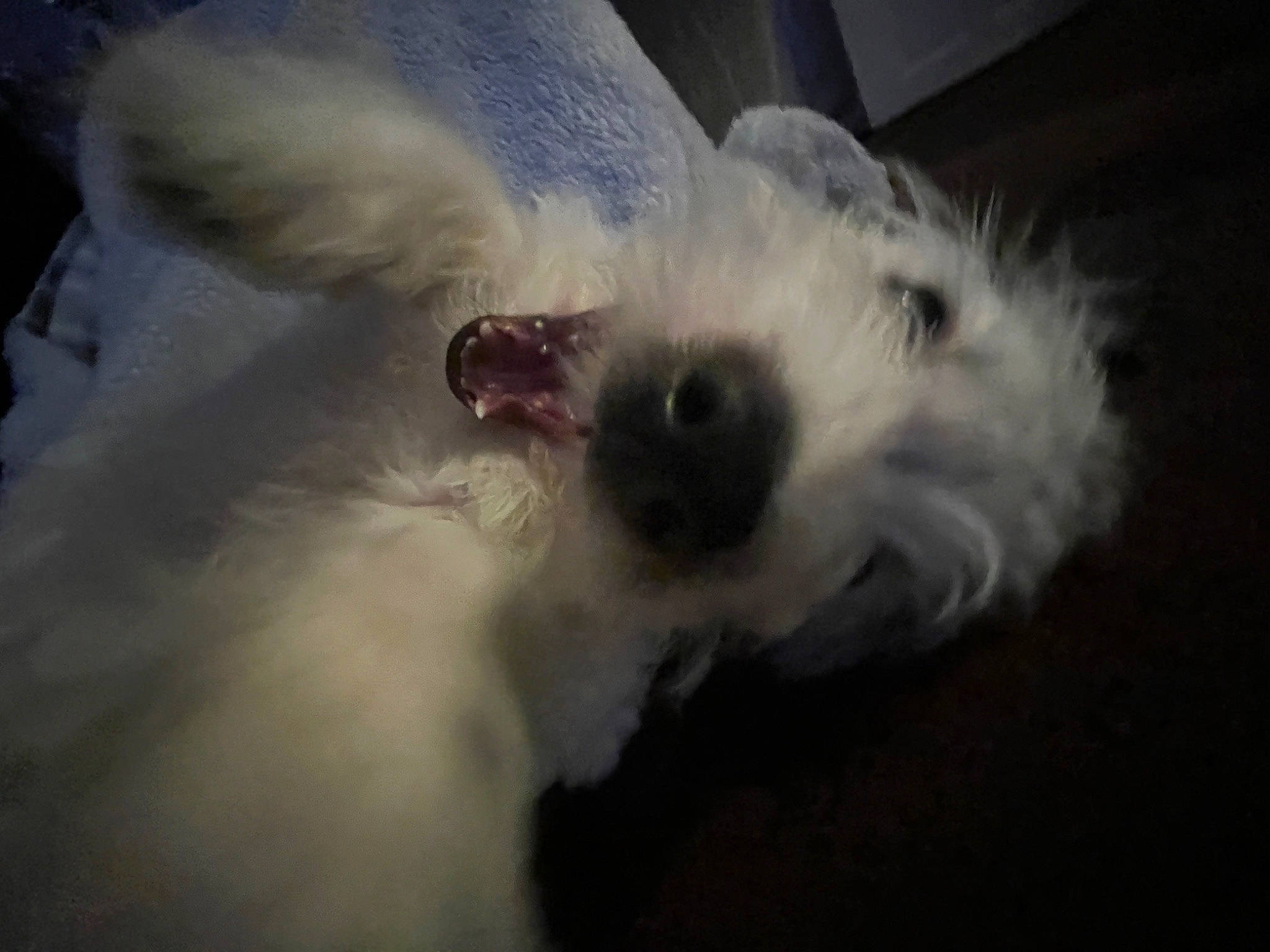 Albie is registered to the contest to win money with this photo: bichon, canidae, carnivore, companion_dog, dog, dog_breed, fur, maltepoo, non_sporting_group, paw, puppy, small_terrier, snout, sporting_group, terrier, toy_dog, whiskers, working_animal