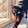 cat, black_cat, stretching, paw, claws, windowsill, sunlight, shadow, indoor, pet, animal, feline, whiskers, ears, fur, closeup, daylight, window, nature_outside, curiosity