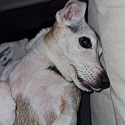 Tyron a rejoint le concours — aidez-le/la à gagner de superbes lots ! animal, brown, close_up, companion, cozy, cushion, dog, domestic_animal, ear, eye, fur, indoor, lying_down, mammal, pet, portrait, relaxation, resting, snout, white