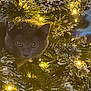 cat, christmas_tree, holiday_lights, festive, pine_branches, frosted, ornament, animal, pet, curious, indoors, decorations, greenery, twinkling_lights, nature, closeup, winter, celebration, cute, feline