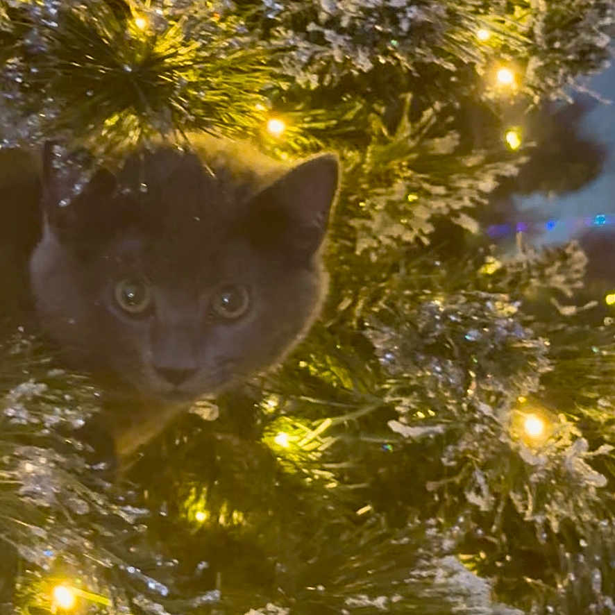 Milo joined the competition — help win amazing prizes! animal, cat, celebration, christmas_tree, closeup, curious, cute, decorations, feline, festive, frosted, greenery, holiday_lights, indoors, nature, ornament, pet, pine_branches, twinkling_lights, winter