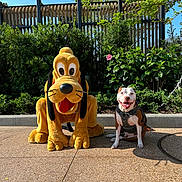 Chance is registered to the contest to win money with this photo: dog, pluto, plush, cartoon_character, outdoor, sunny, harness, greenery, sidewalk, smiling_dog, flower, bush, tree, blue_sky, shadow, concrete, fence, happy, pet, animal