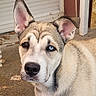 dog, puppy, heterochromia, brown_eye, blue_eye, outdoor, concrete, garage_door, fur, portrait, canine, pet, animal, ears, nose, closeup, young_dog, standing, attention, expression