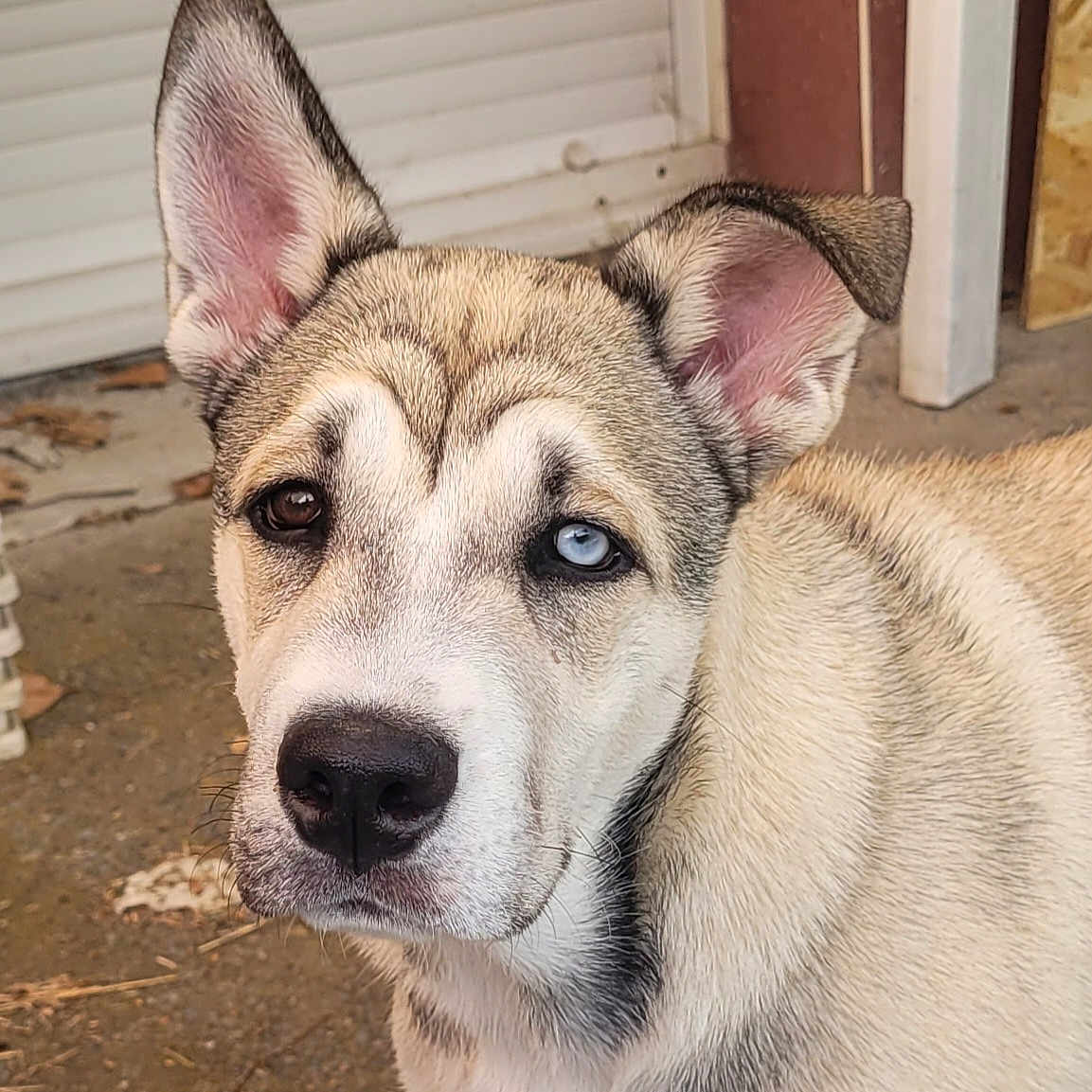 Arya