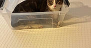 Jazmyn is registered to the contest to win money with this photo: animal, box, cat, closeup, container, curious, domestic, ears, feline, indoor, looking, paw, pet, plastic, resting, sitting, texture, transparent, whiskers, white