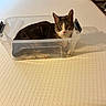 Jazmyn is registered to the contest to win money with this photo: cat, container, plastic, pet, animal, domestic, feline, indoor, curious, white, texture, closeup, looking, sitting, transparent, box, resting, paw, ears, whiskers