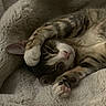 Jazmyn is registered to the contest to win money with this photo: cat, tabby, pet, animal, feline, cute, cozy, blanket, sleeping, resting, paw, fur, whiskers, indoor, cute_pet, relaxed, stretching, cute_animal, soft, comfort