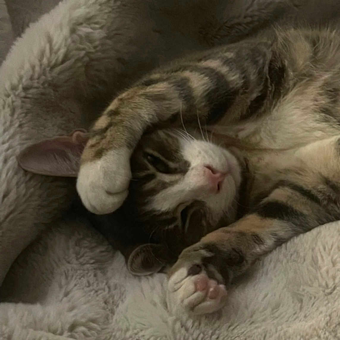 Jazmyn is registered to the contest to win money with this photo: cat, tabby, pet, animal, feline, cute, cozy, blanket, sleeping, resting, paw, fur, whiskers, indoor, cute_pet, relaxed, stretching, cute_animal, soft, comfort