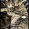cat, tabby, sleeping, snuggling, hugging, pets, animal, fur, whiskers, closeup, cute, cozy, resting, two_animals, companionship, outdoor, nature, relaxing, mammal, friendship