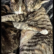 Jazmyn is registered to the contest to win money with this photo: cat, tabby_cat, sleeping, cuddling, embrace, fur, whiskers, ears, closed_eyes, animal, pet, mammal, cute, companionship, outdoor, nature, friendship, rest, relaxation, adorable