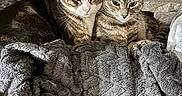 Jazmyn joined the competition — help win amazing prizes! cat, tabby_cat, pet, feline, animal, snuggling, blanket, gray, indoor, cozy, fur, looking, two_animals, resting, domestic_animal, cute, companionship, soft_texture, bedroom, close_up