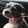 dog, bandana, pet, car_interior, window, seat, animal, canine, fur, sitting, side_view, closeup, domestic_animal, transportation, looking_away, companion, cute, indoor, car_door, accessory
