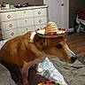dog, sombrero, hat, indoor, blanket, brown, white, wooden_floor, dresser, furniture, pet, animal, domestic, cute, costume, small_hat, floor_rug, sitting, side_view, expression