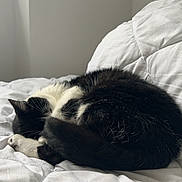 Myrtille participe au concours pour gagner de l'argent avec cette photo : animal, bed, bedroom, blanket, cat, computer, couch, cushion, electronics, furniture, homedecor, indoors, kitten, manx, person, pet, pillow, quilt, room, sleeping