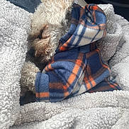 Dax joined the competition — help win amazing prizes! dog, puppy, small_dog, curly_fur, sleeping, blanket, fleece, plaid, hoodie, cozy, car_seat, nap, pet, fur, closeup, resting, paws, warm, snuggled, indoor