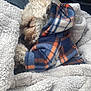 dog, puppy, small_dog, curly_fur, sleeping, blanket, fleece, plaid, hoodie, cozy, car_seat, nap, pet, fur, closeup, resting, paws, warm, snuggled, indoor