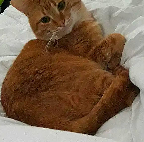 Tonner a rejoint le concours — aidez-le/la à gagner de superbes lots ! bed, carnivore, cat, claw, comfort, domestic_short_haired_cat, fawn, felidae, foot, fur, gesture, linens, liver, nap, paw, sleep, small_to_medium_sized_cats, tail, whiskers