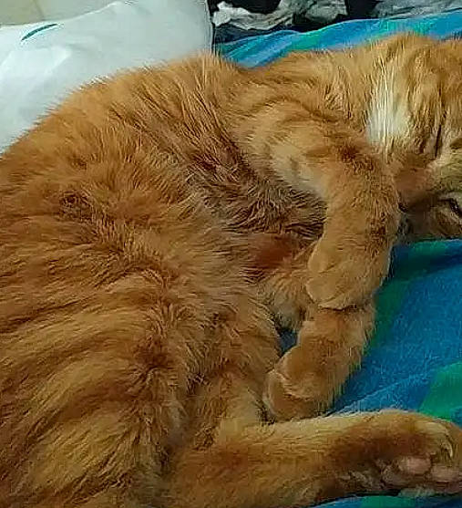 Tonner a rejoint le concours — aidez-le/la à gagner de superbes lots ! canidae, carnivore, cat, claw, comfort, companion_dog, dog_breed, fawn, felidae, fur, nap, natural_material, paw, sleep, small_to_medium_sized_cats, sporting_group, tail, terrestrial_animal, whiskers, wildlife