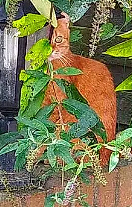 Tonner a rejoint le concours — aidez-le/la à gagner de superbes lots ! annual_plant, anthurium, art, conifer, creative_arts, flowering_plant, flowerpot, fruit, fruit_tree, herb, houseplant, pattern, plant, plant_pathology, plant_stem, terrestrial_animal, terrestrial_plant, tree, twig