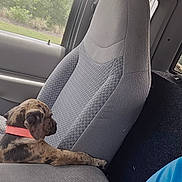 Cali joined the competition — help win amazing prizes! animal, brindle_coat, calm, car_seat, companion, daylight, dog, furry, gray_fabric, greenery, indoor, nature_outside, orange_collar, pet, puppy, relaxed, side_view, transport, vehicle_interior, window