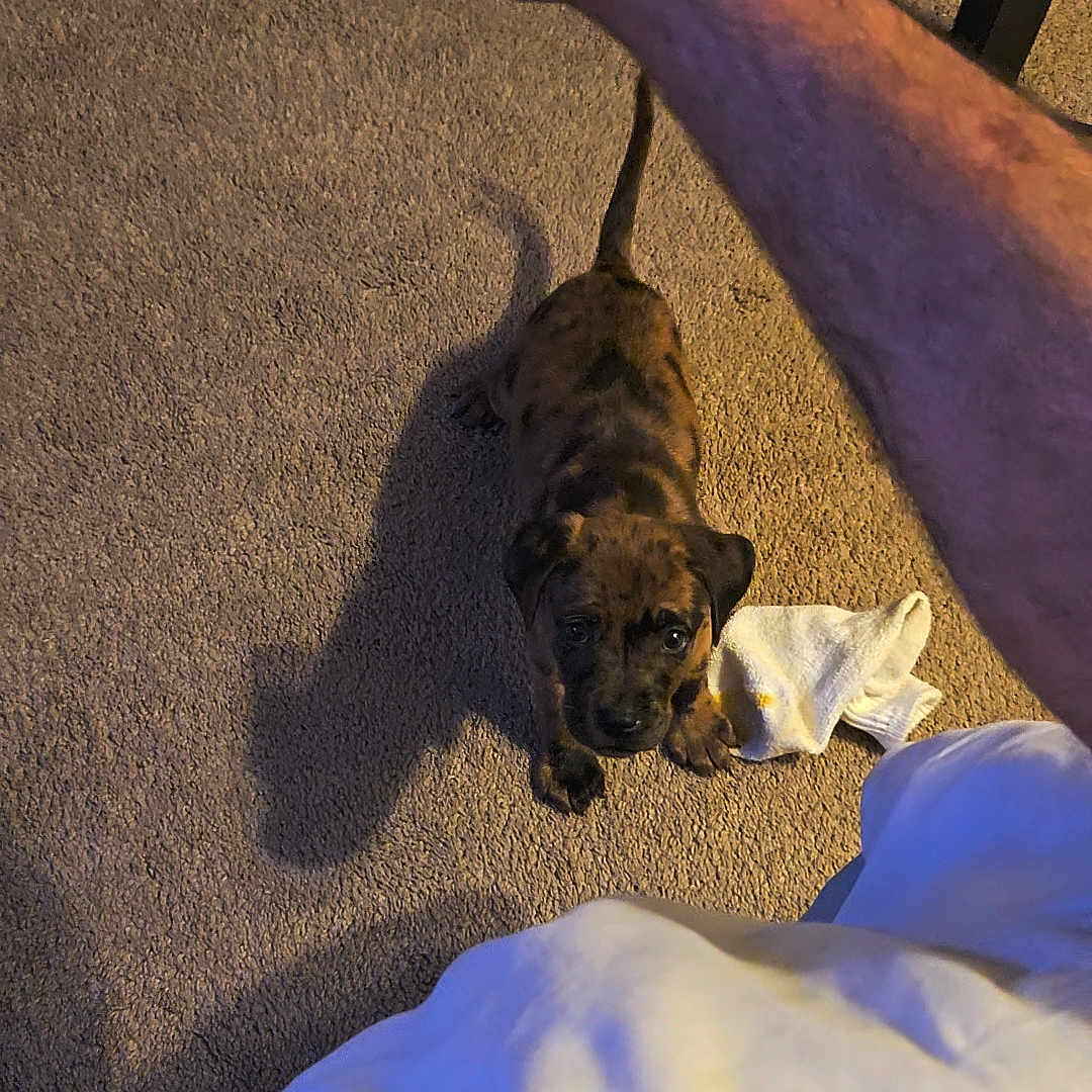 Cali joined the competition — help win amazing prizes! arm, black, brown, carpet, cute, dog, domestic, floor, fur, indoor, looking_up, paw, person, pet, playful, puppy, shadow, small, sock, young