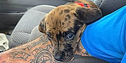 Cali joined the competition — help win amazing prizes! animal, arm, blue_shirt, brown_dog, car_interior, casual, closeup, companion, cute, dog, door, indoor, pet, puppy, resting, seat, seatbelt, tattoo, window, young_dog