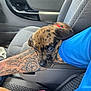 animal, arm, blue_shirt, brown_dog, car_interior, casual, closeup, companion, cute, dog, door, indoor, pet, puppy, resting, seat, seatbelt, tattoo, window, young_dog