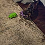 Cali is registered to the contest to win money with this photo: animal, bed, bedroom, blanket, carpet, dog, floor, furniture, green_toy, indoor, motion_blur, pet, pig_toy, play, purple_toy, rug, shaking, small_dog, toy, wood_floor
